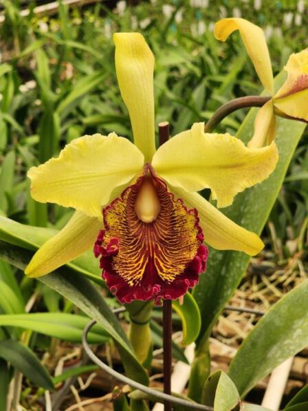 Rare Orchid Species: Cattleya dowiana var. aurea '4N' x self