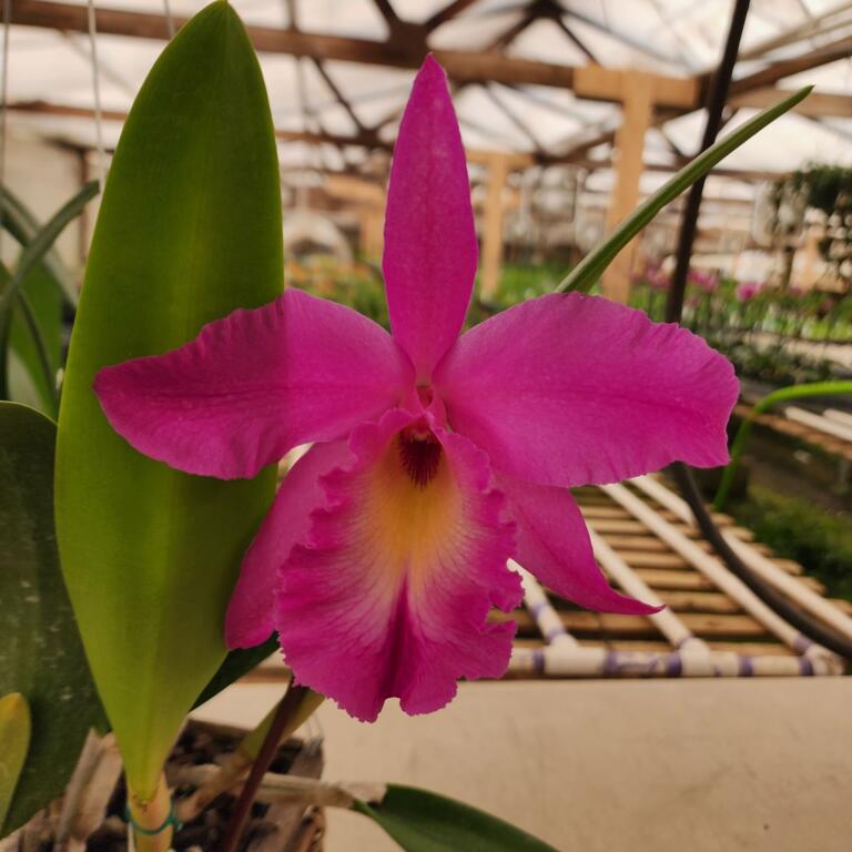 Rcv. Jimminey Cricket 'Raingreen's Super' AM-AOS x Rlc. Pink Empress