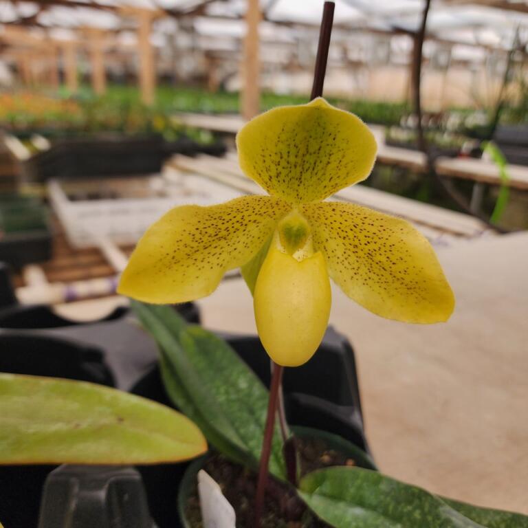Small plant