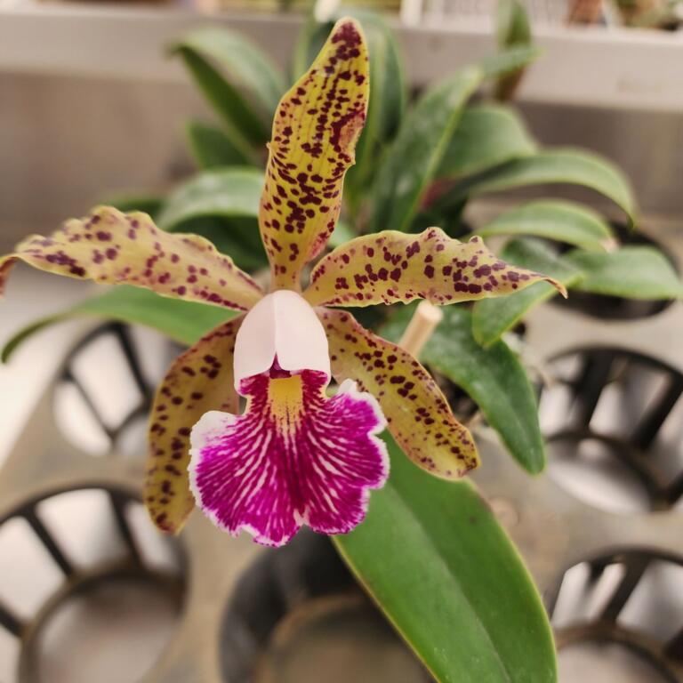 Strong schilleriana influence