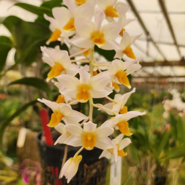 Beautiful flower cluster