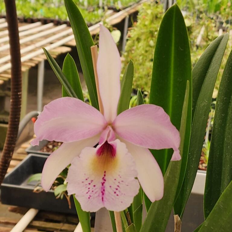 Large flower, good color